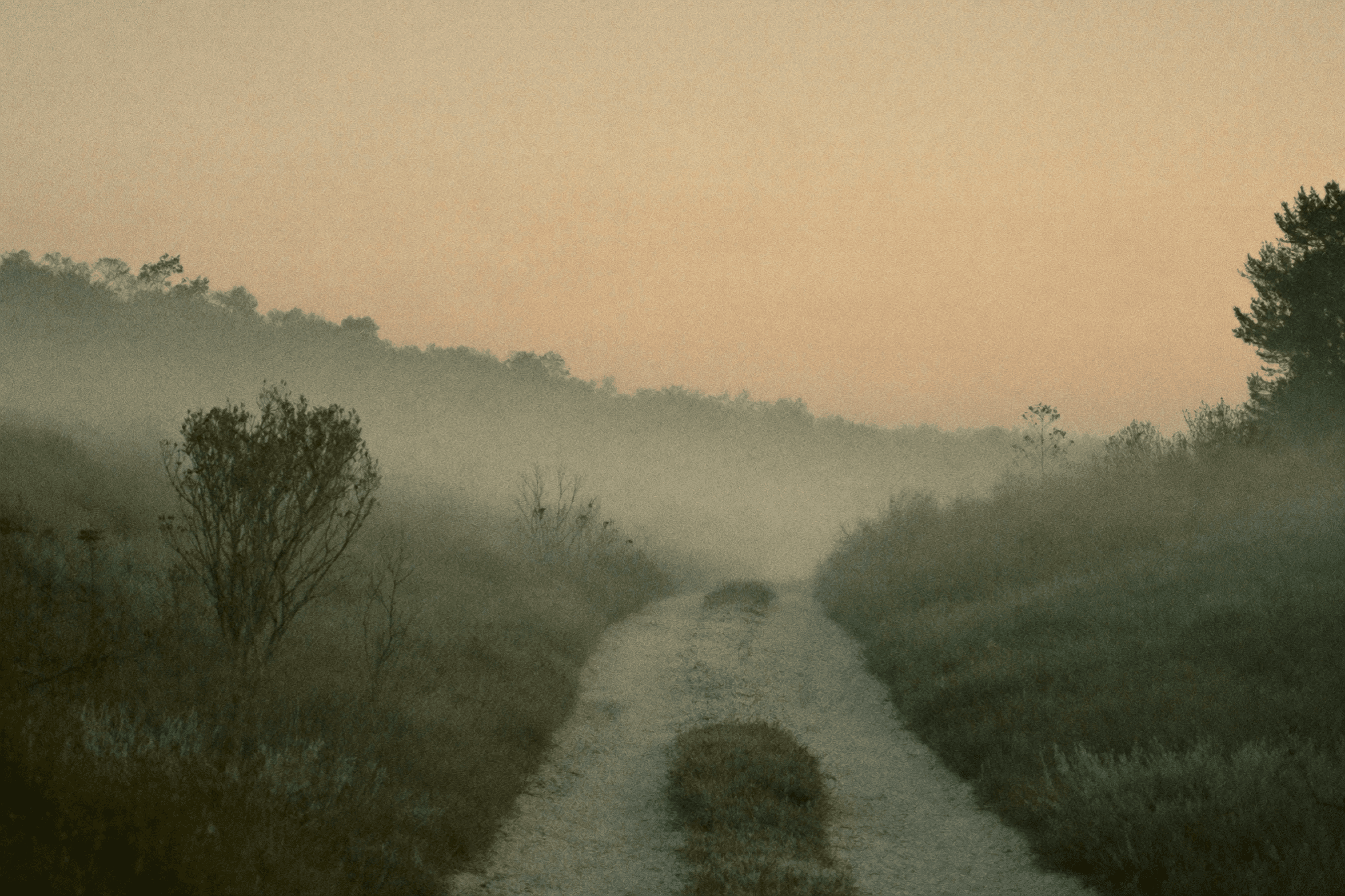 Scène apaisante de nature douce au lever du soleil, brume légère, sentiment de cheminement